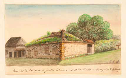 [5] Ruinas de la casa y jardín botánico del sabio Mutis 3 de junio de 1874, acuarela sobre papel. En Impresiones de un viaje a América. 1870-1884. Tomo X. Excursión a Mariquita. Del 27 de mayo al 4 de junio de 1874. José María Gutiérrez de Alba (1822-1897)
