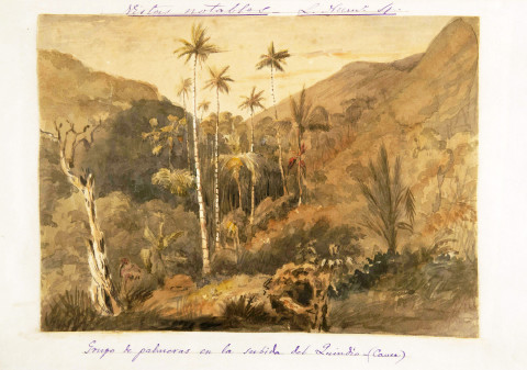 [7] Grupo de palmeras en la subida del Quindío (Cauca) Ca. 1852, acuarela sobre papel. En Impresiones de un viaje a América. 1870-1884. Tomo XII. Apéndice. Maravillas y curiosidades de Colombia. Henry Price (1819-1863) / José María Gutiérrez de Alba (1822-1897) 