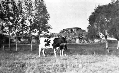 [7] Vaca holstein y su cría 1914, impreso. En Dirección Departamental de Estadística de Cundinamarca, Boletín de estadística de Cundinamarca. Órgano de la dirección del ramo 2 (1914): 137.