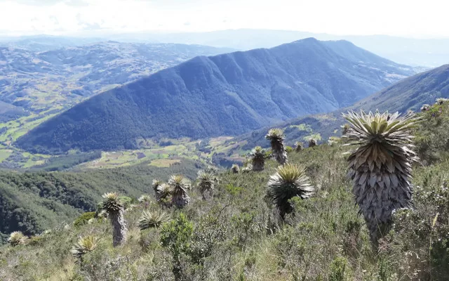 [1] Santuario de Flora y Fauna Iguaque 2023