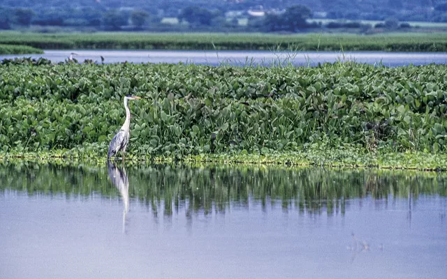 [1] Madrevieja en el humedal El Sonso 2016, Francisco Nieto Montaño