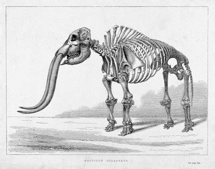 [2] Esqueleto de un mastodonte Ca. 1850, grabado sobre madera. Orlando Jewitt (1799-1869)