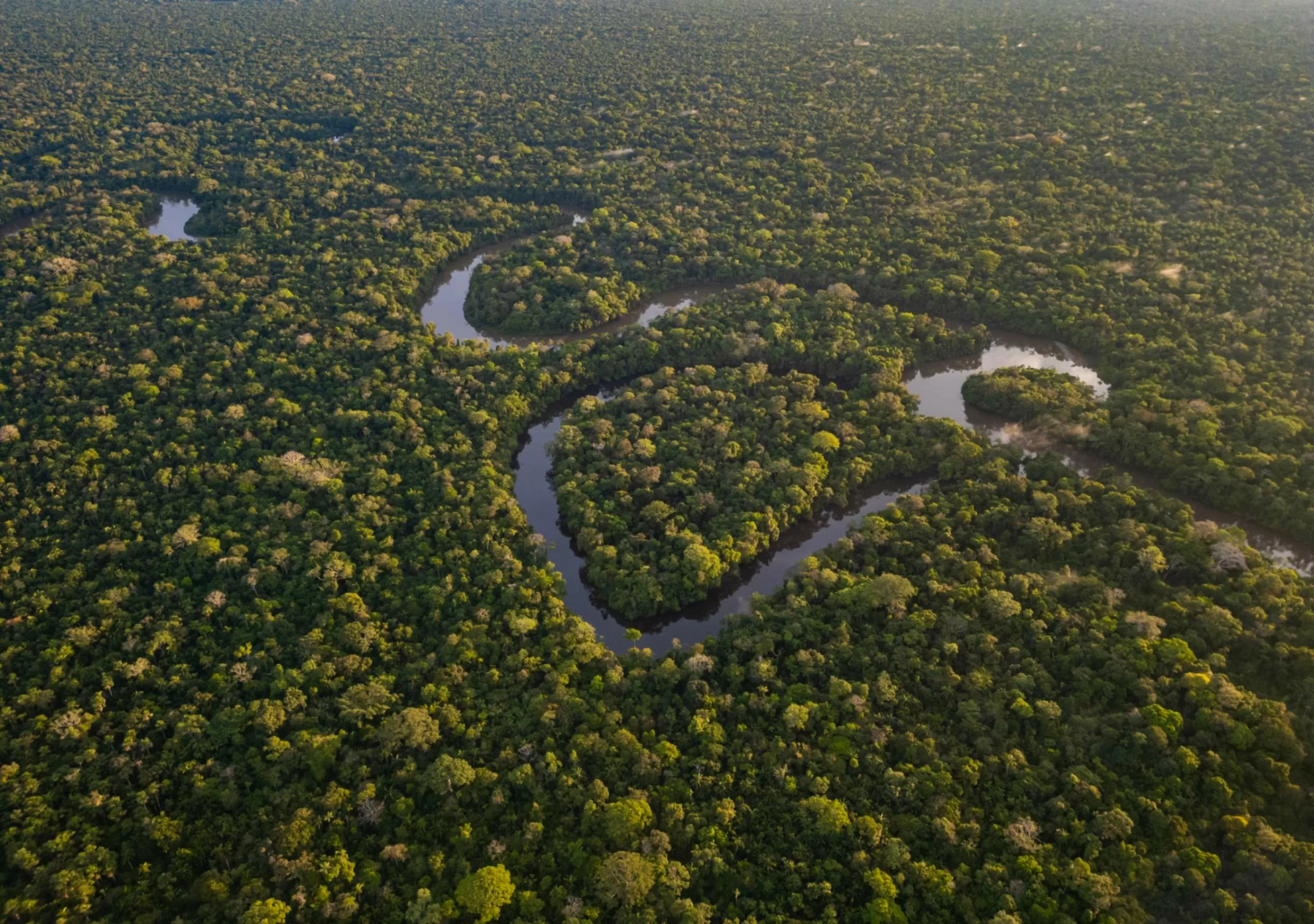 Río amazonas y la selva vistos desde el aire