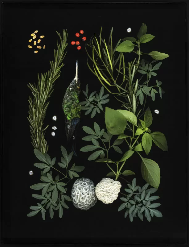 Conjuro de Colibrí, de la serie Bien querer&nbsp;2019. Joyce Rivas. Impresiones de imágenes digitales sobre papel - AP7382