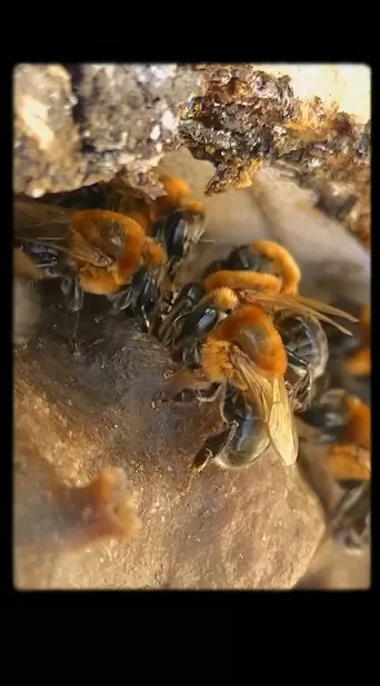 Abejas.