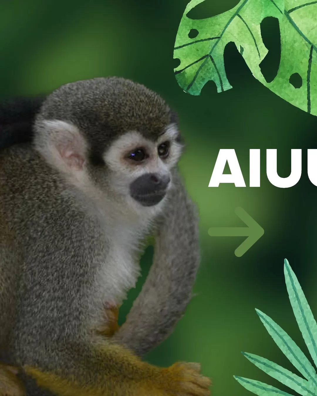 Archivo fotográfico de biodiversidad medioambiental y cultural de Colombia – Juan Manuel Renjifo Rey