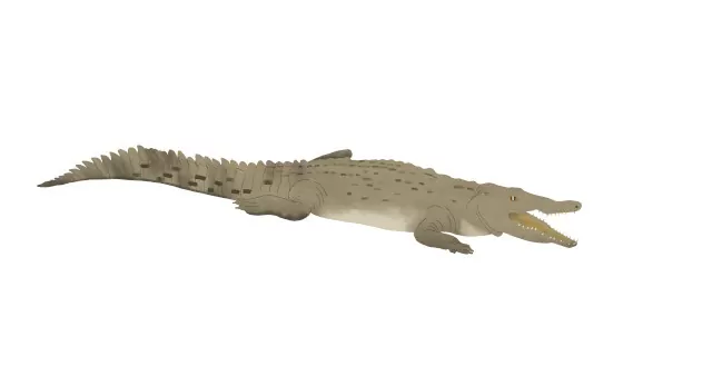 Caimán aguja (Crocodylus acutus) 