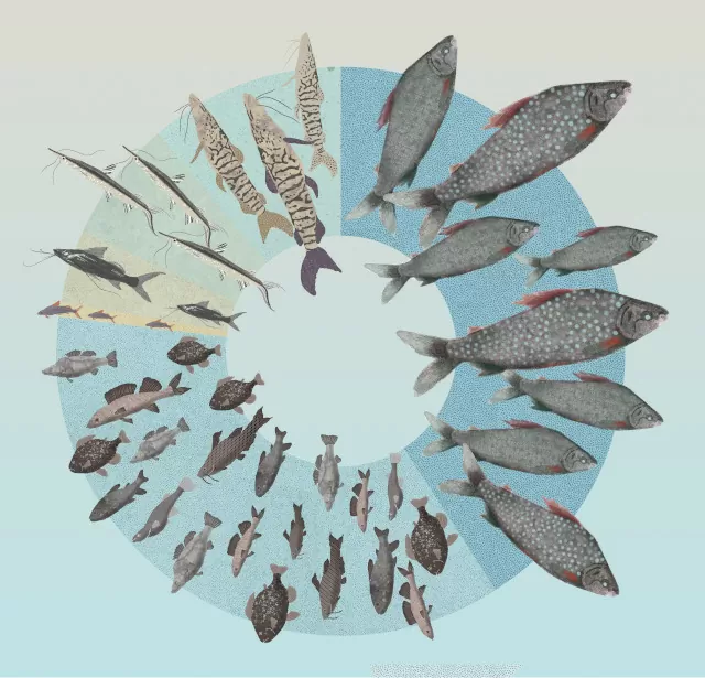 El Magdalena: una cuenca posible. Vida económica - Pesca