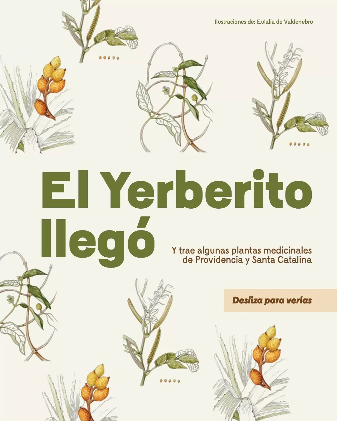 Ilustración de muchas plantas junto al texto 'El Yerberito llegó y trae algunas plantas medicinales de Providencia y Santa Catalina' 