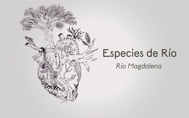 Especies de Río: Río Magdalena.