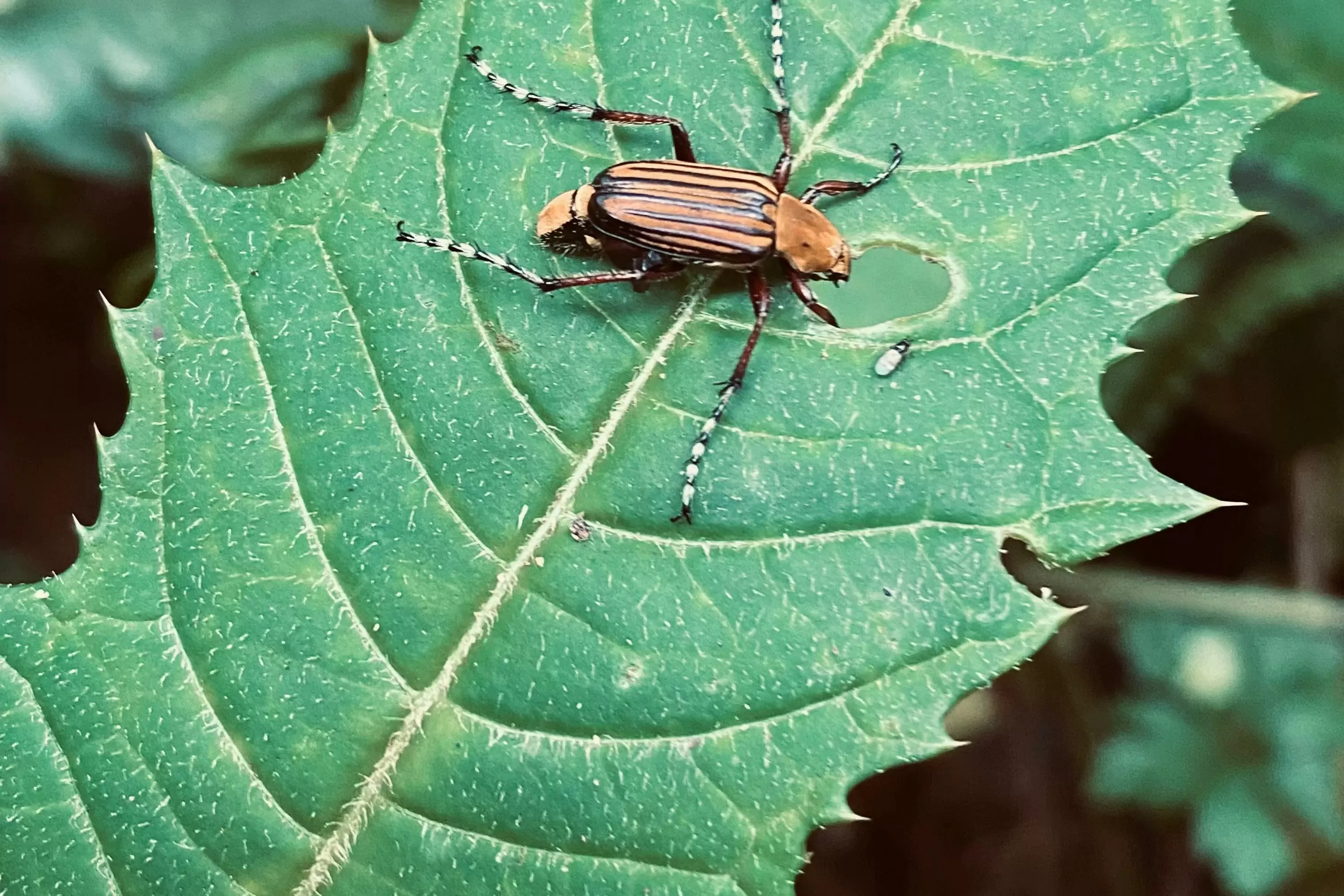 Estar aquí en la Tierra, residencia 4