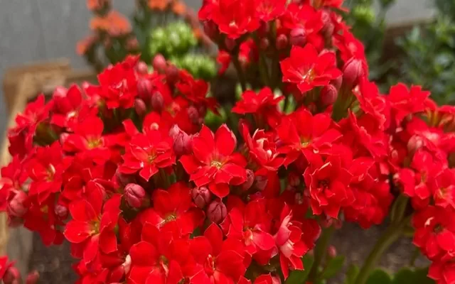 Flores de la huerta del Centro Cultural de Medellín 