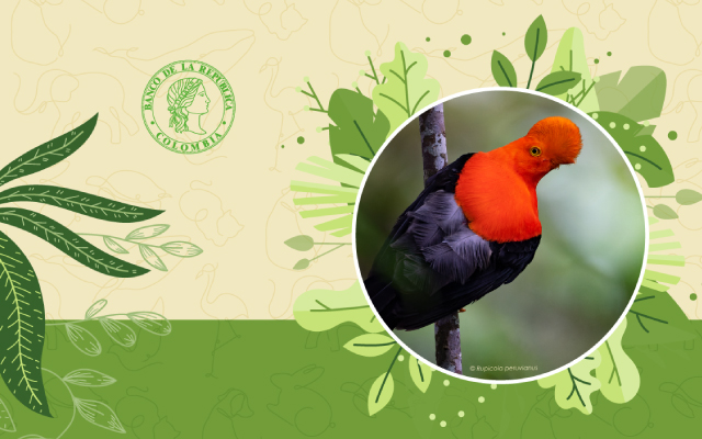 Minidocumental Fondo Renjifo historia de un archivo La Red