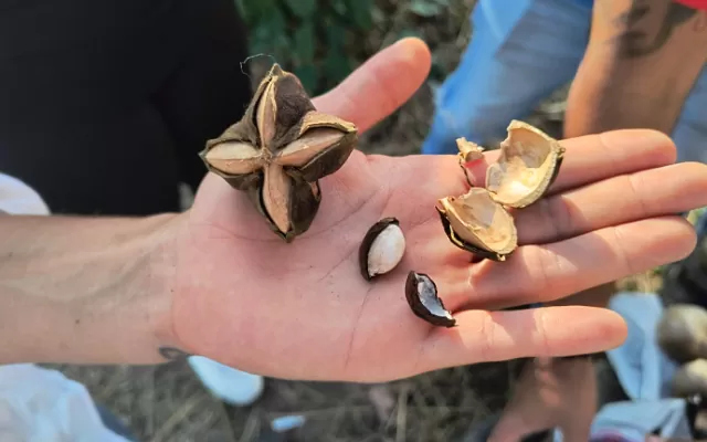 Semillas que llevan vida