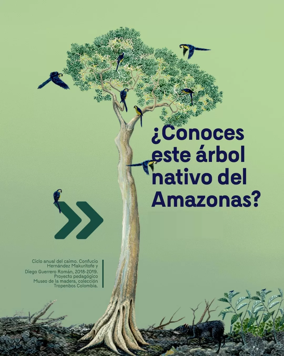 Imagen a color del árbol caimo, junto a una ave y otros animales