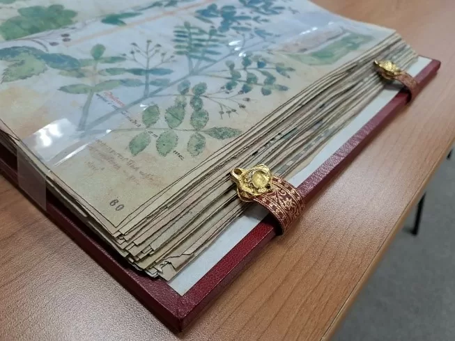 Un Herbario Ilustrado Sin Texto: el códice Chig