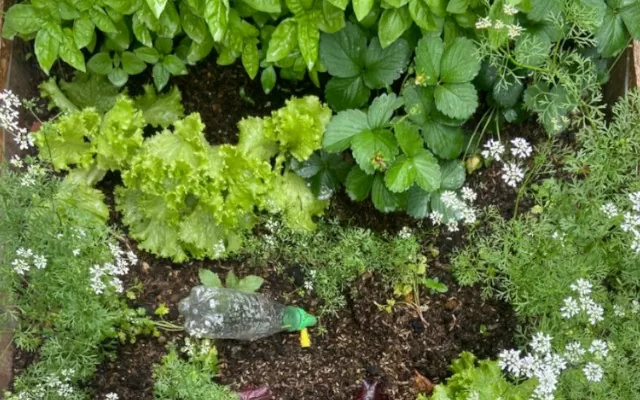 La huerta del Centro Cultural de Medellín