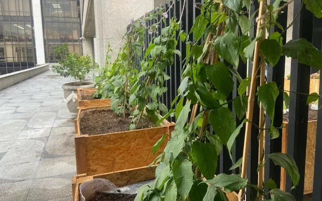 La huerta del Centro Cultural de Medellín