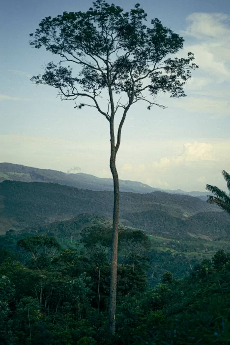 Pie de monte. Ángel Cerón Pérez