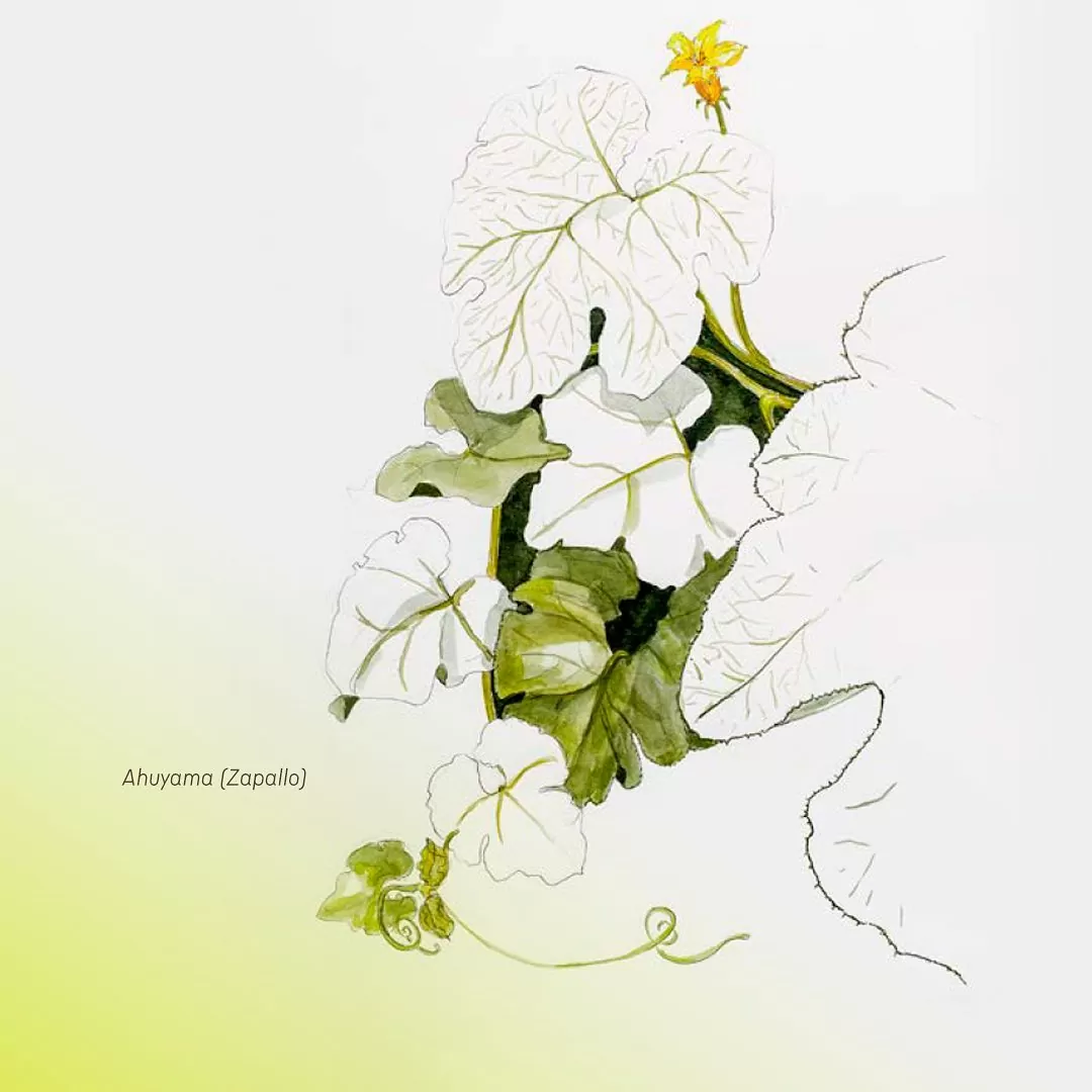 Ilustración con tonalidades amarillas y hojas verdáceas de un árbol de ahuyama
