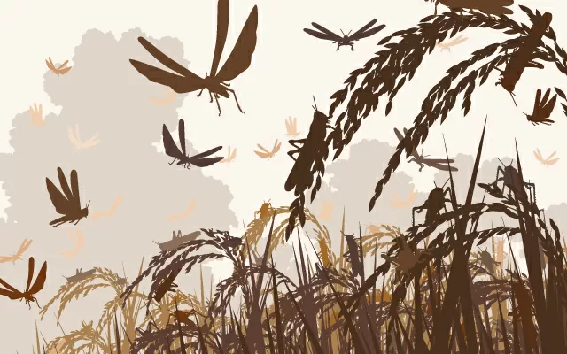 Ilustración vectorial de un enjambre de langostas atacando plantas de arroz y amenazando la seguridad alimentaria