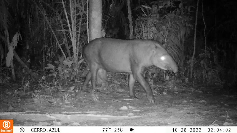 Fauna local (Danta) en La serranía de La Lindosa 