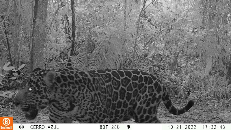 Fauna local (Jaguar) en La serranía de La Lindosa 