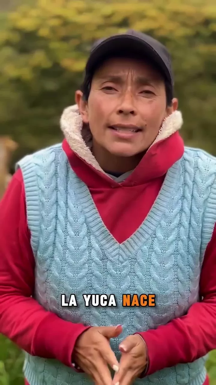 La yuca. Usos y rutas de las semillas