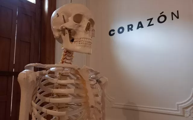 fotografía donde se ve el torso de un esqueleto y la palabra corazón escrita en la pared