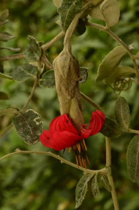 Mutisia Clematis