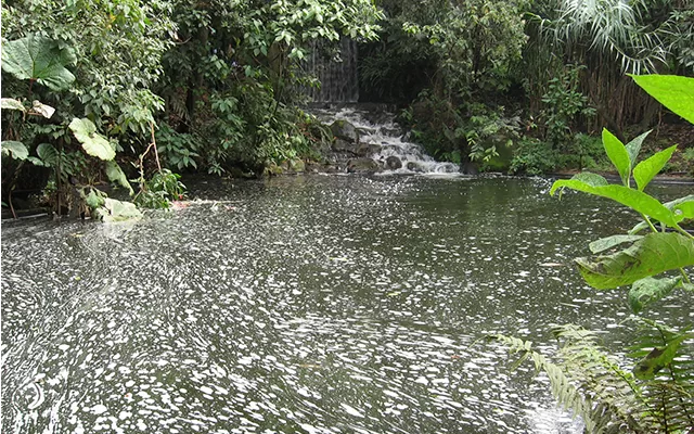 Naturaleza, agua y bosque