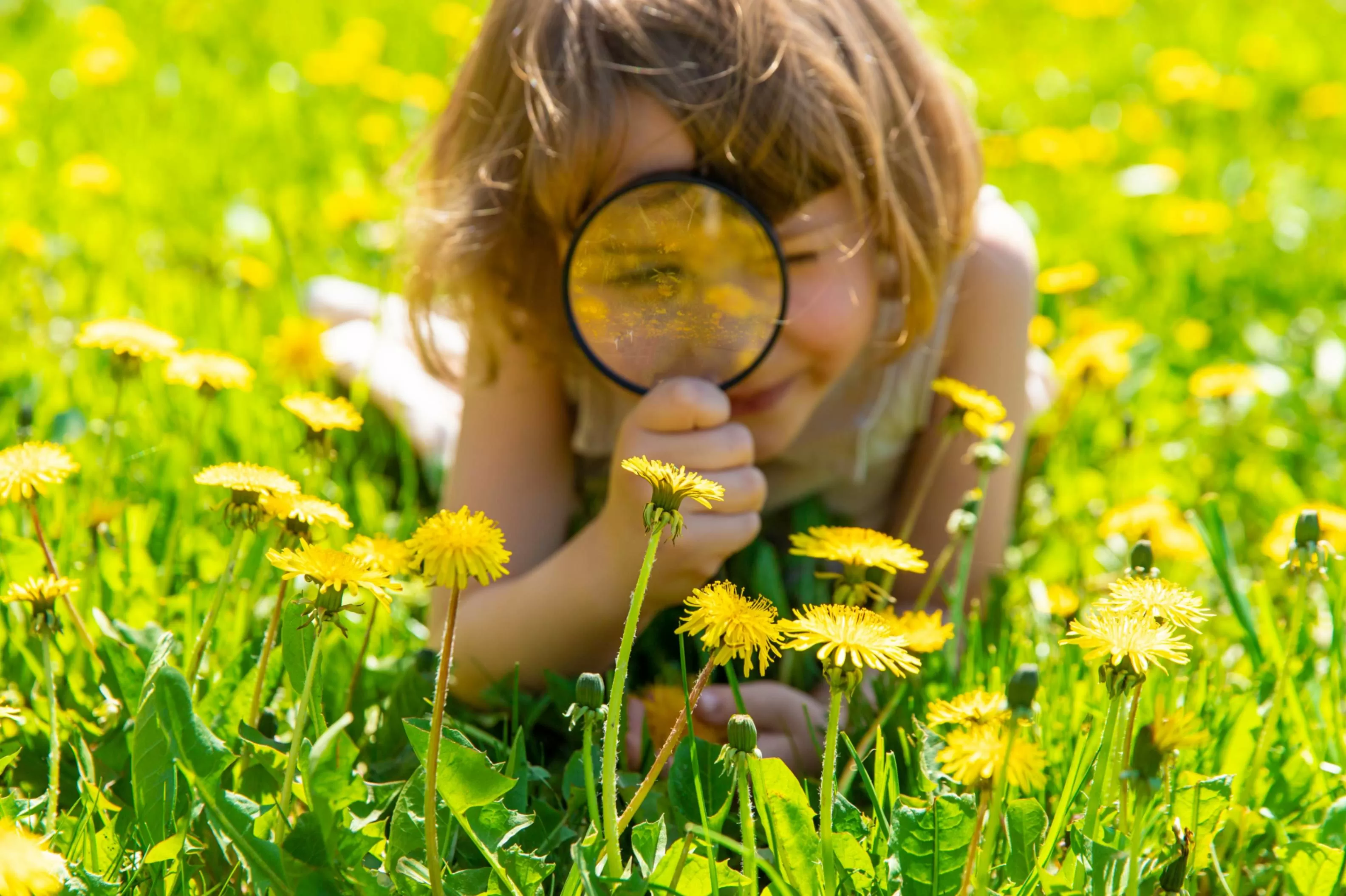 niña explorando con lupa  flores de diente de león en el jardin