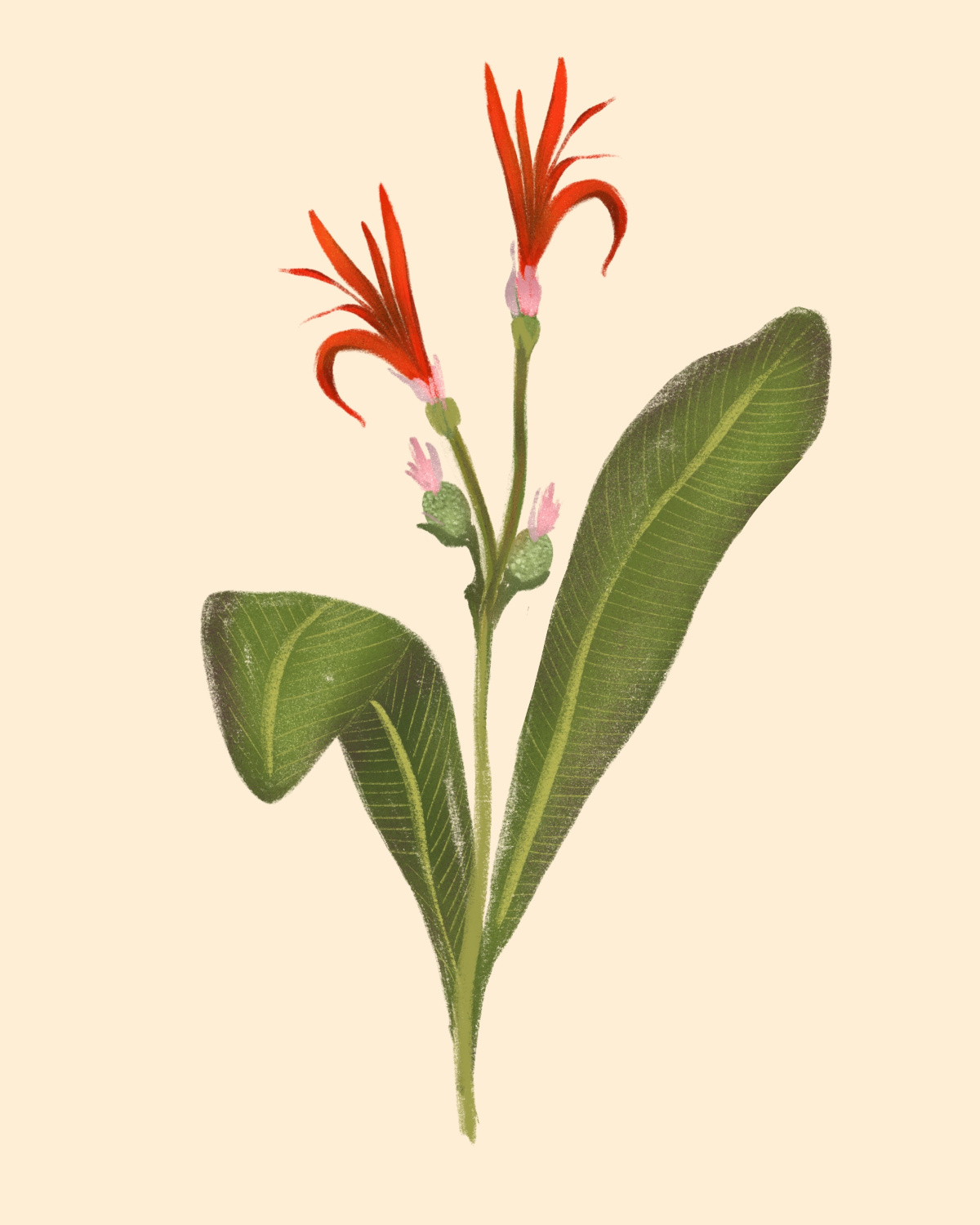 Ilustración de Achira. Yeraldina Márquez. Derechos reservados.