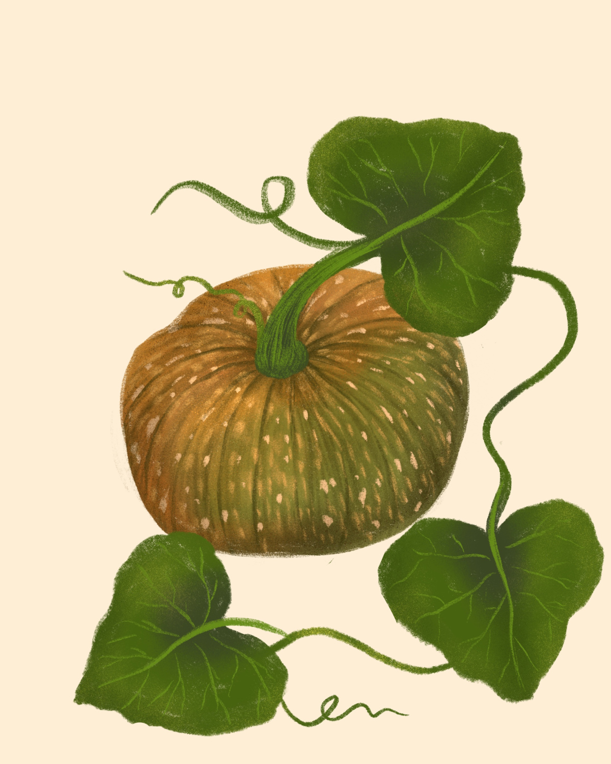 Calabaza, zapallo (Cucurbita moschata)