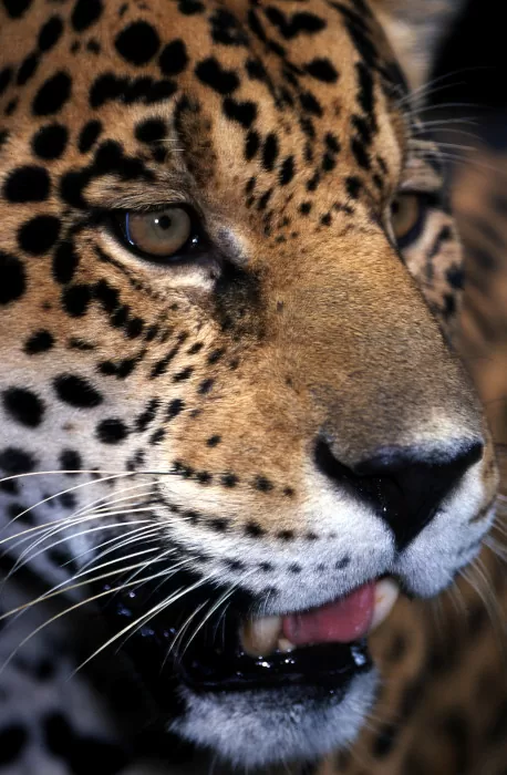 Panthera Onca