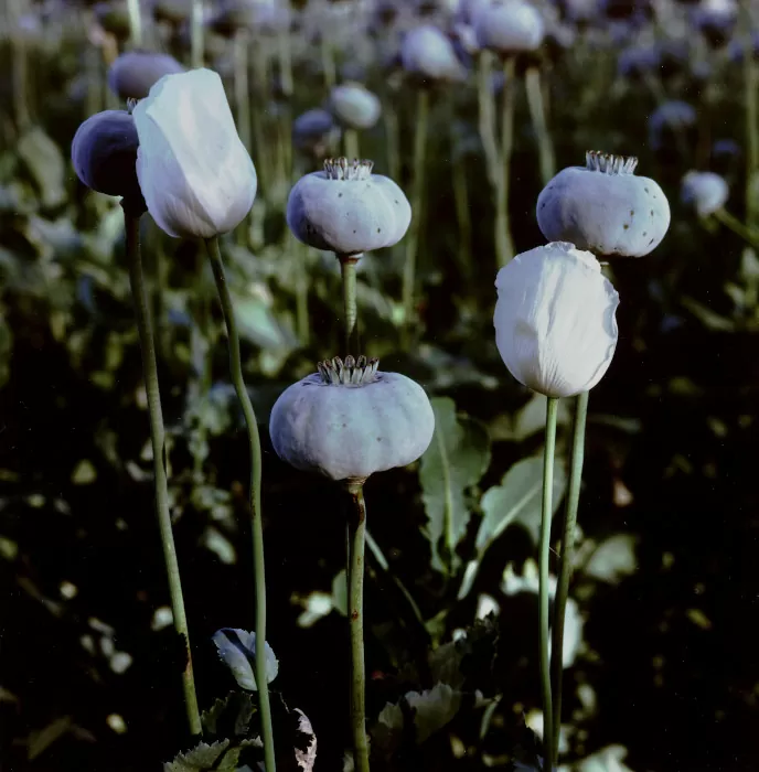 Flor y cápsula, de la serie Papaver somníferum, 1999