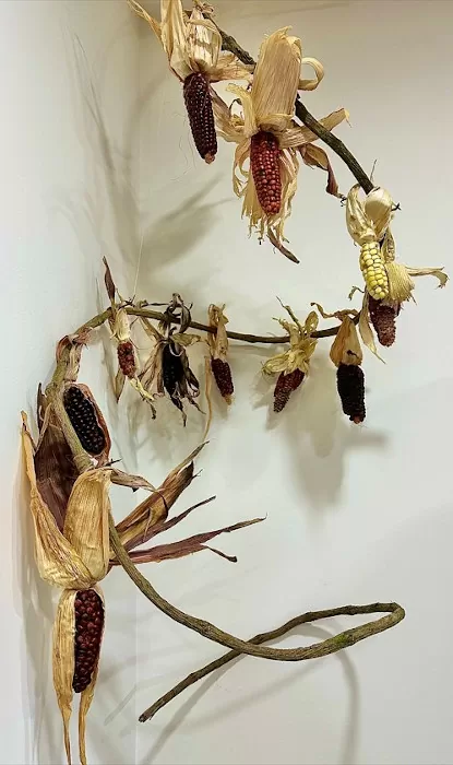 Maíz Raíz. Paola Andrea Ponce Hernández