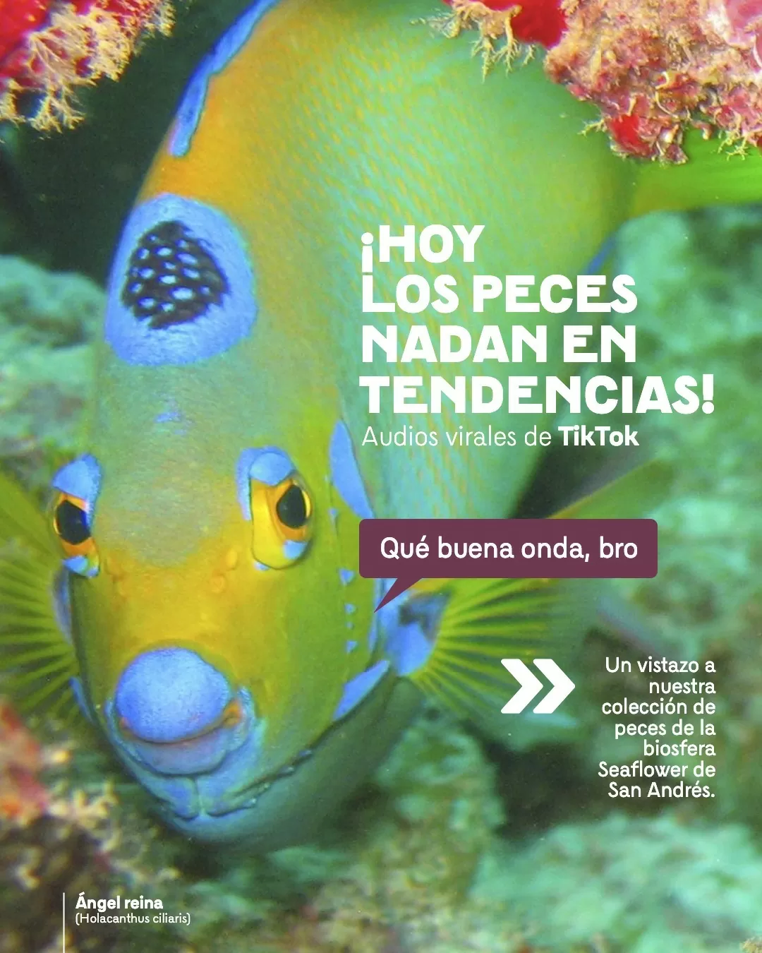 Imagen de un pez Holacantus ciliaris, de multiples colores y el texto: ¡Hoy los peces nadan en tendencias!