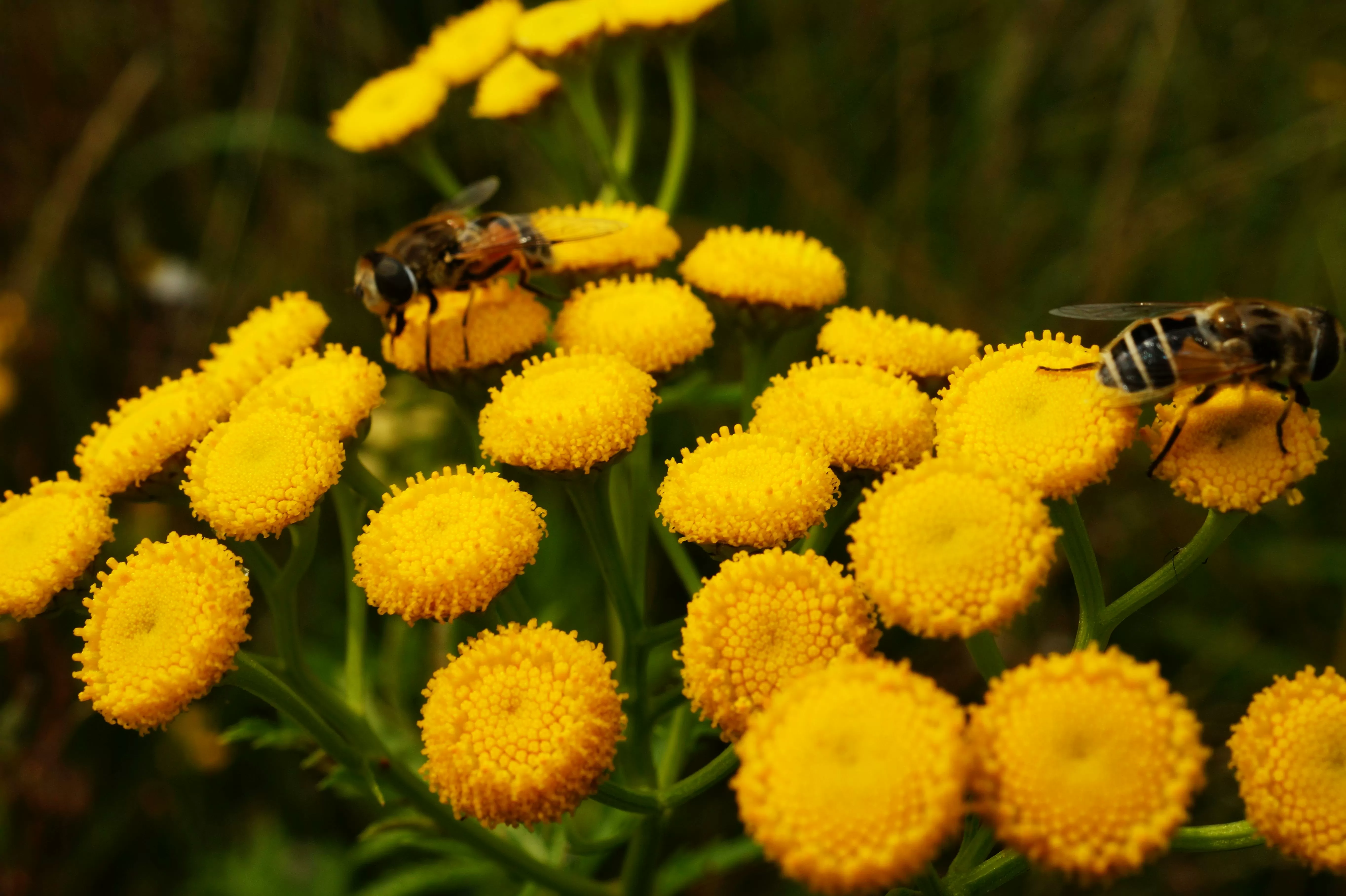 Abejas y jardines