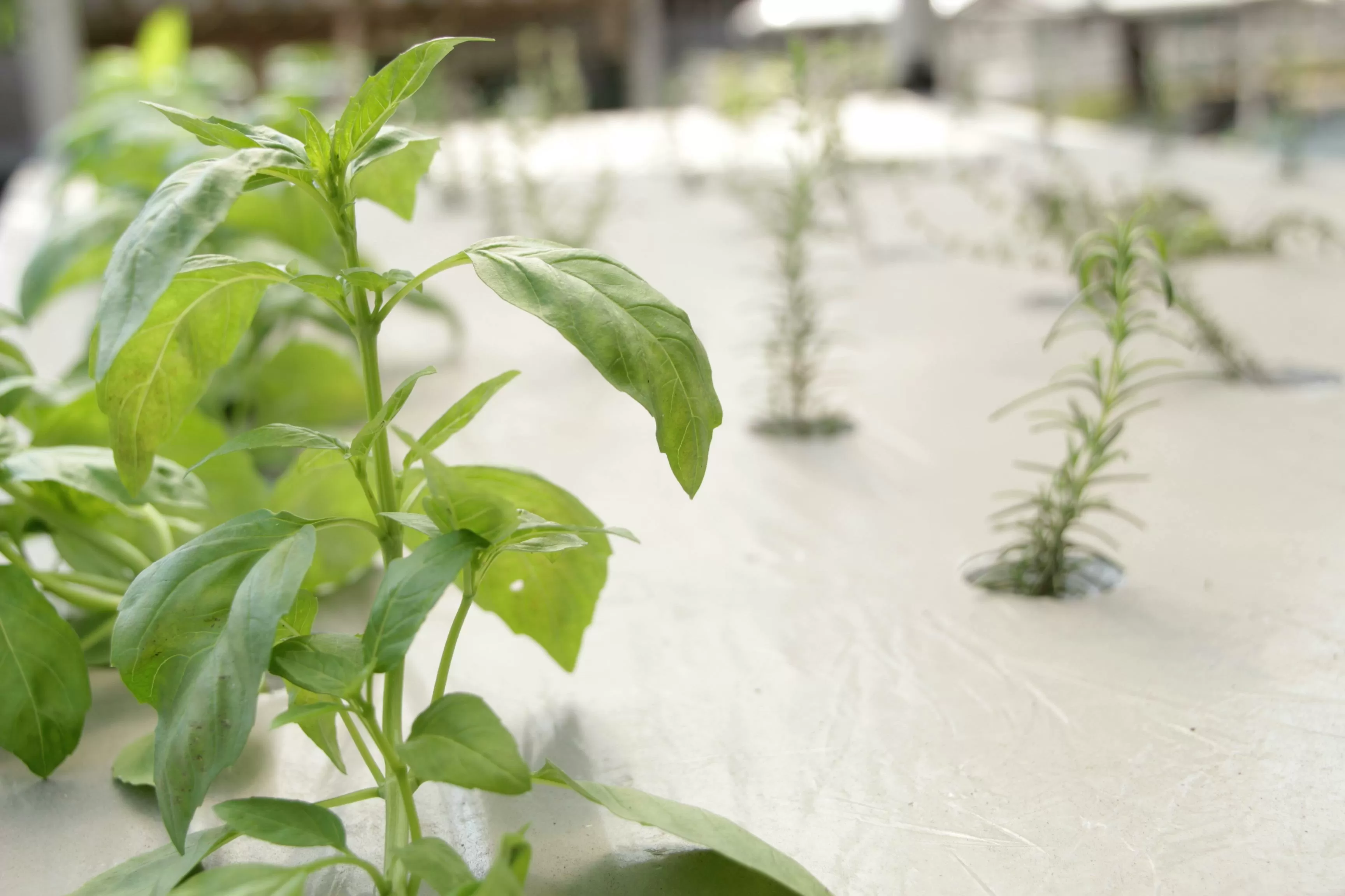 Una huerta de plantas aromáticas