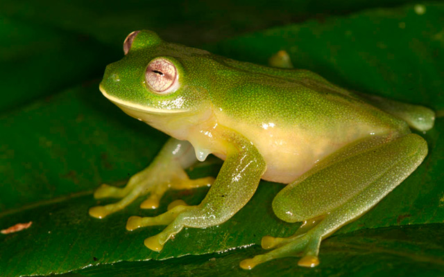 Rana de cristal del Magdalena