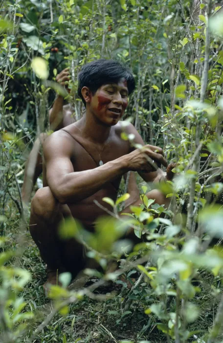 Retrato de indígena Tukano recolectando hojas de coca