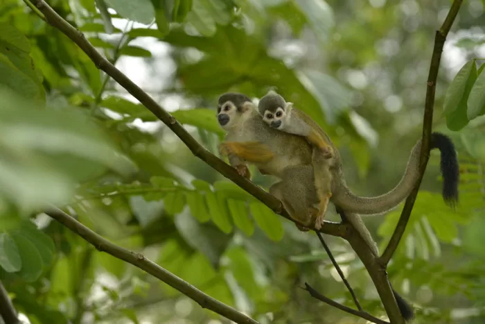 Saimiri Sciureus