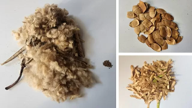 Semillas de ceiba bonga, palo de Brasil y macurutú 