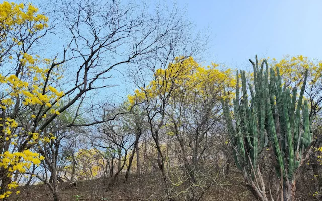 Floración sincronizada de cañahuates en los cerros de Taganga, en abril del 2024. 