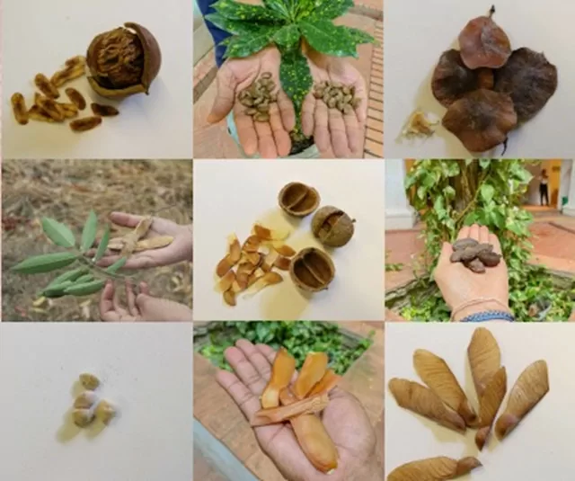 Semillas de los boques tropicales: trompito, caimito, sangregao, macurutú, pijiño, caracolí, resbalamono, caoba y cedro. 