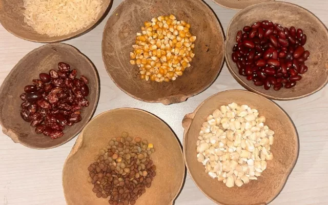 Tipos de semillas en el marco de la Semana de la Semilla