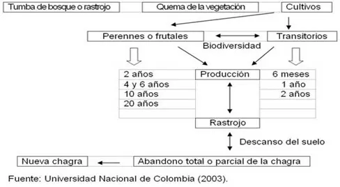 Esquema de la chagra y su manejo   