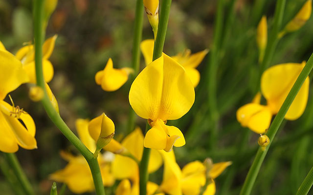 Spartium junceum (flowers)