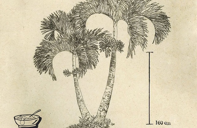 taller ilustracion botánica